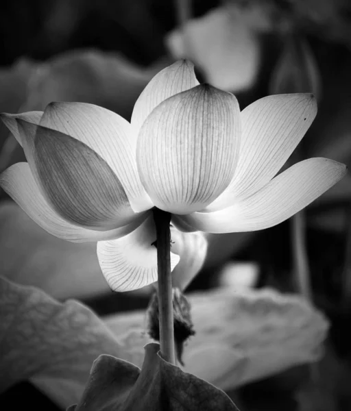 lotus flower in black and white