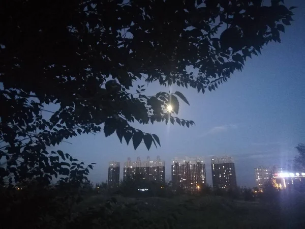 night sky with moon and trees