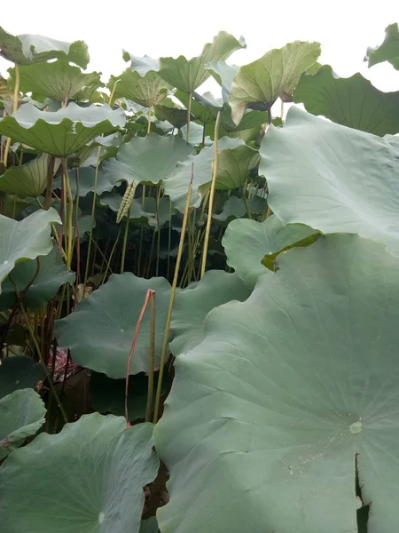 Flores Loto Hojas Verdes Estanque — Foto de Stock