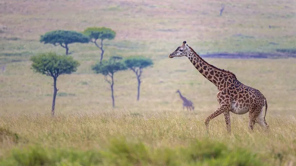 Giraffe Dier Natuur Fauna — Stockfoto