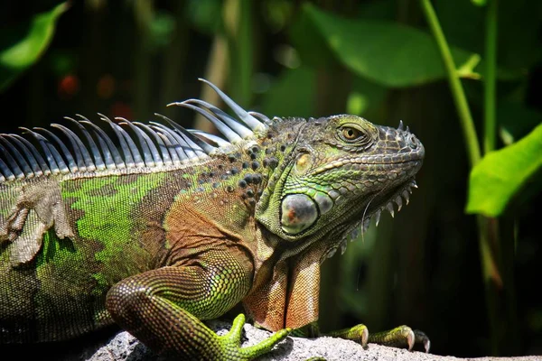 Lagarto Iguana Animal Exótico — Fotografia de Stock