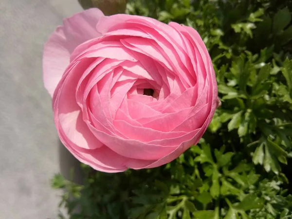 Flora Naturaleza Pétalos Flores — Foto de Stock