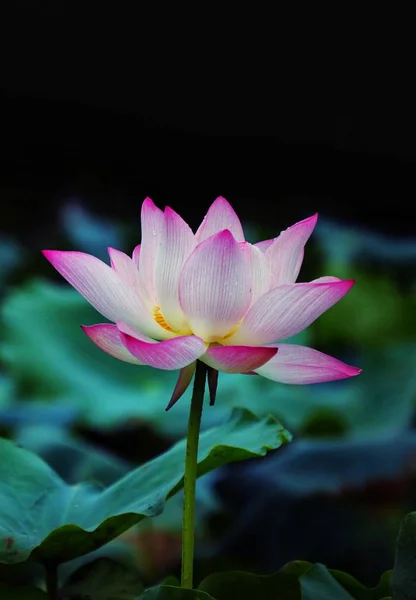 Vista Flor Waterlily — Fotografia de Stock