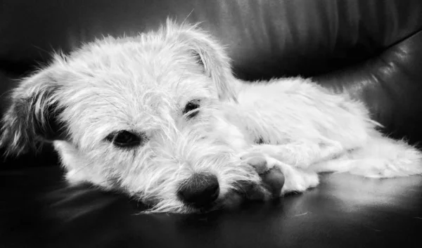 portrait of dog at home at daytime