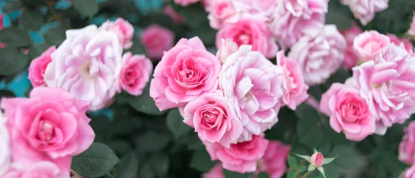 Closeup Krásných Květů Růží Květiny — Stock fotografie