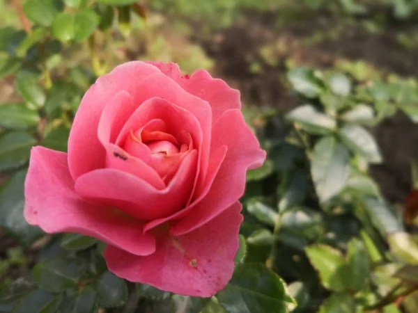 Primer Plano Las Flores Jardín — Foto de Stock