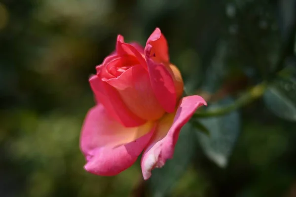 Primer Plano Flor Primavera Estación Verde — Foto de Stock