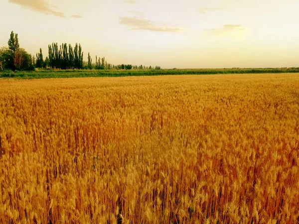 Wheat Field Summer — Stock Photo, Image
