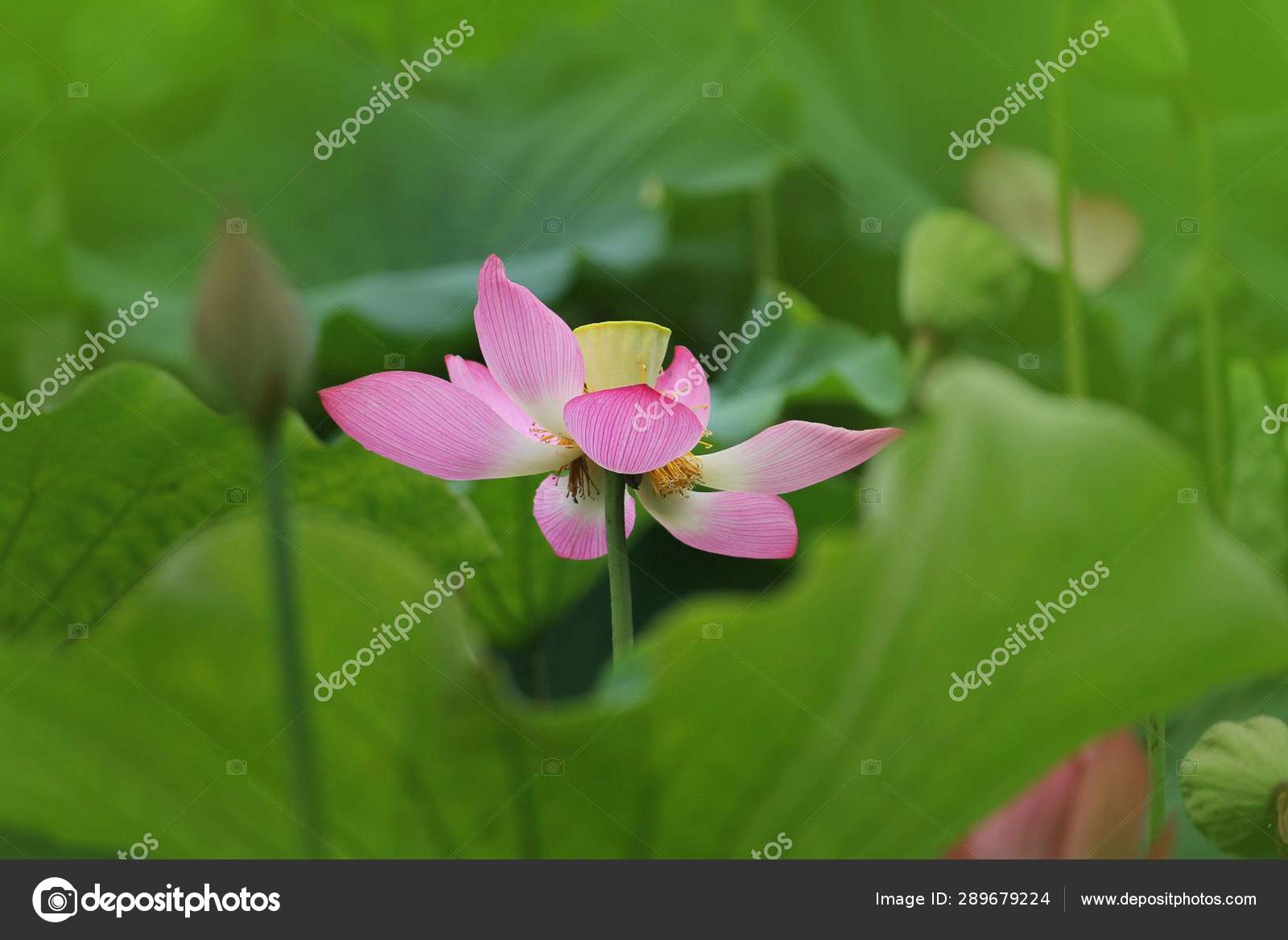 Flor Lirio Agua Flor: fotografía de stock © Imaginechina-Tuchong #289679224 | Depositphotos Flor Lirio Agua Flor: fotografía de stock © Imaginechina-Tuchong #289679224 | Depositphotos