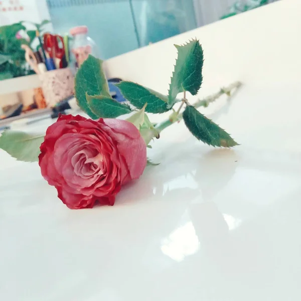 Hermosas Rosas Flores Pétalos — Foto de Stock