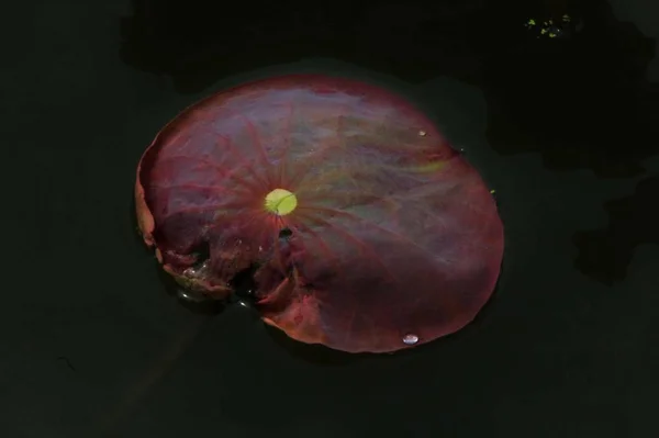 marine jellyfish, underwater fauna,