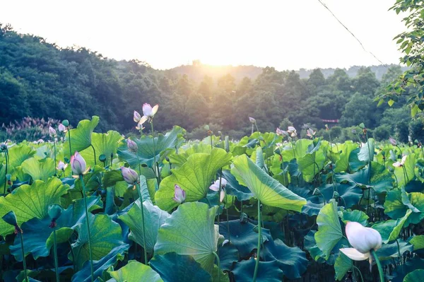 Flor Loto Nenúfar Estanque — Foto de Stock