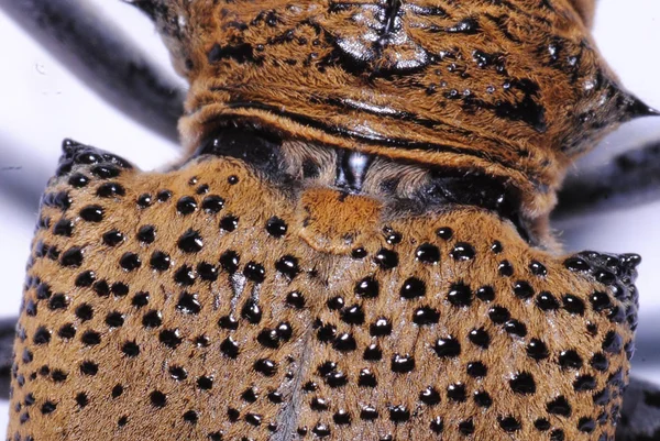 Primer Plano Punta Piel Del Leopardo — Foto de Stock