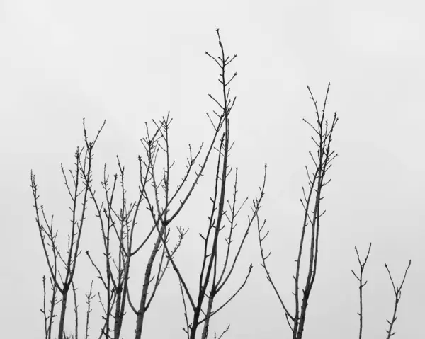 Гілки Дерева Лісі Флорі Природі — стокове фото