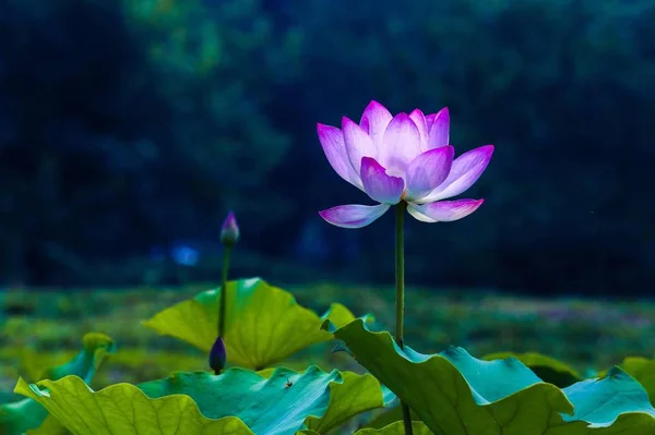 Gölette Güzel Pembe Nilüfer Çiçeği — Stok fotoğraf