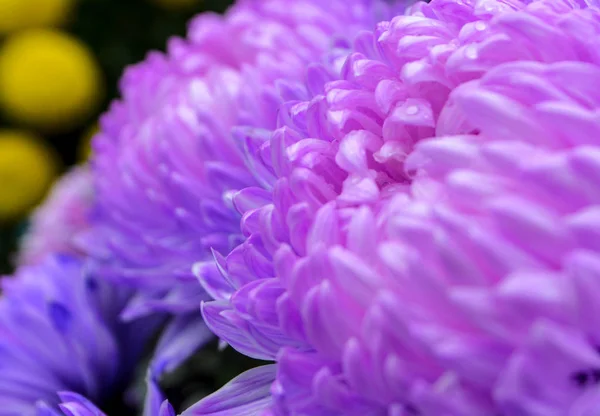 beautiful pink flower background