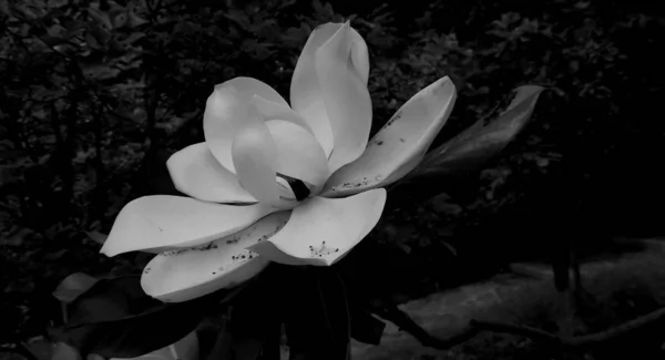 Beautiful lotus flower in black and white