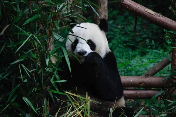 pandas wildlife, panda bear animal in zoo