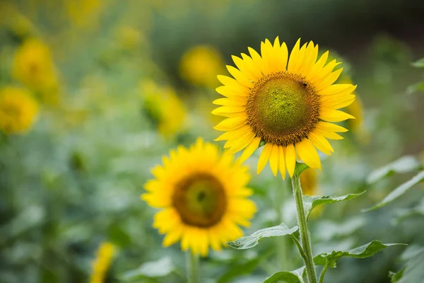 Sunkvětiny Kvetou Terénu Denním Čase — Stock fotografie