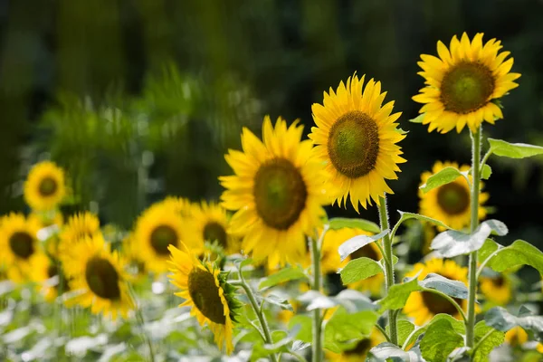 Zonnebloemenveld Zomer — Stockfoto