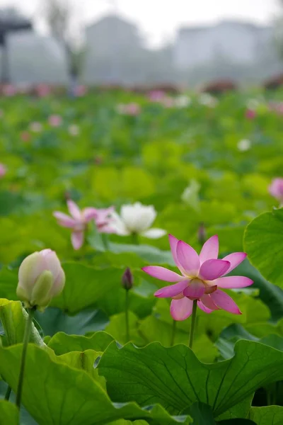 Flores Loto Floreciendo Lago — Foto de Stock