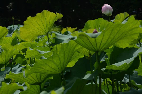 Flor Loto Jardín — Foto de Stock