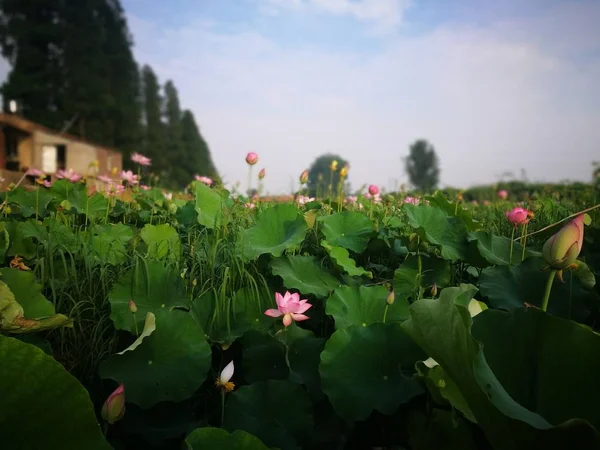 Hermosas Flores Jardín — Foto de Stock