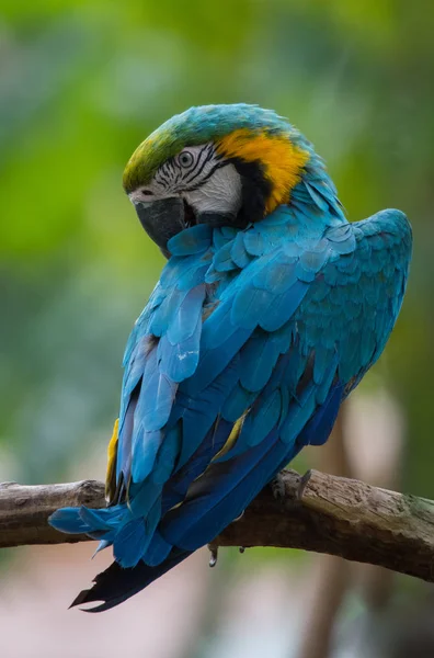 parrot bird, fauna animal