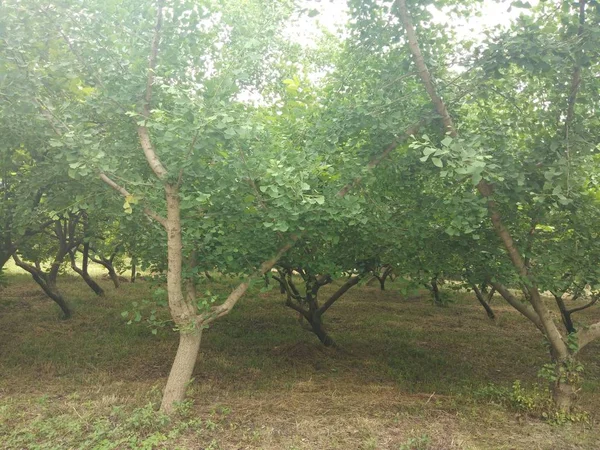 green trees in park, flora in nature