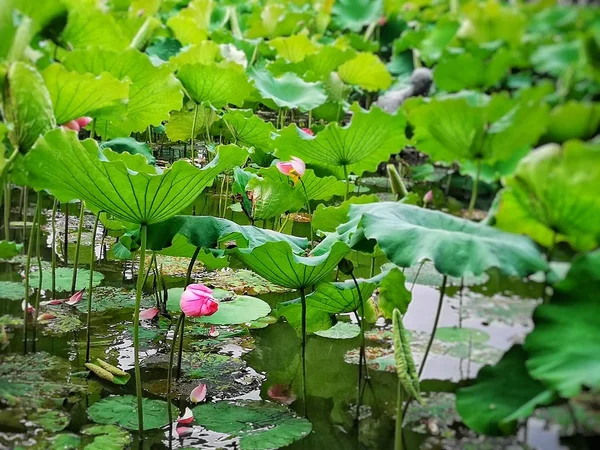 Hermosas Flores Loto Flor Estanque — Foto de Stock