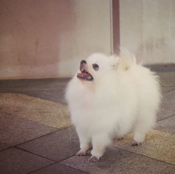 happy domestic dog at home