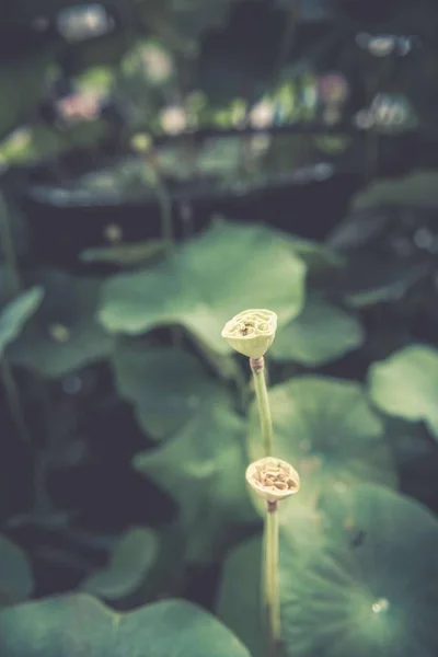 green water drops on a wooden background