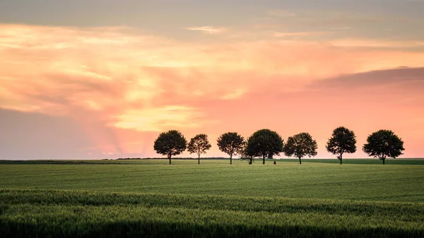 Beautiful Sunset Field — Stock Photo, Image