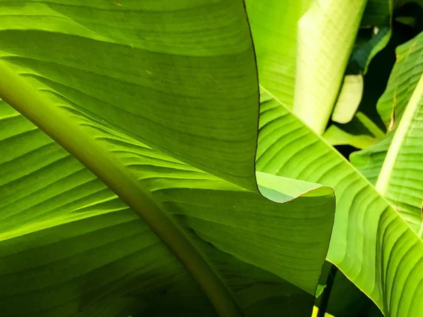 Hoja Verde Textura Fondo Flora — Foto de Stock