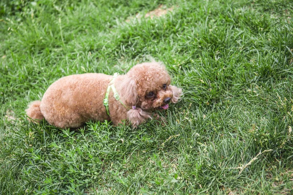 Perro Jugando Con Juguete Una Hierba Verde — Foto de Stock