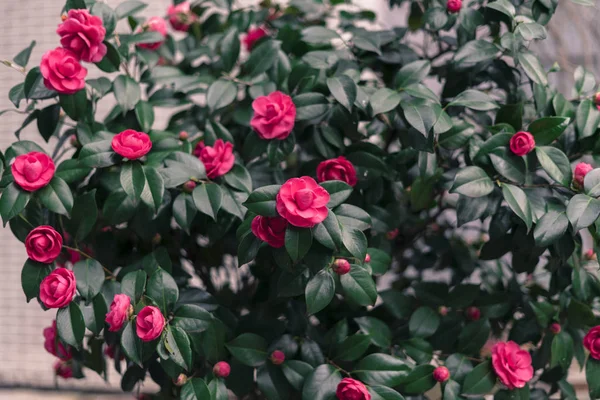 Bahçedeki Güzel Pembe Güller — Stok fotoğraf