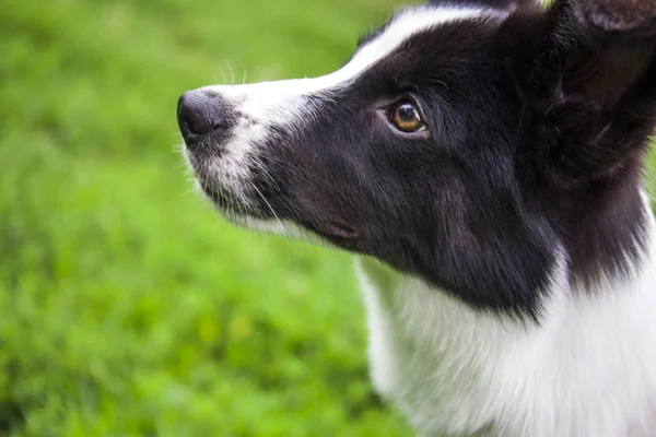 Retrato Lindo Perro Fino — Foto de Stock