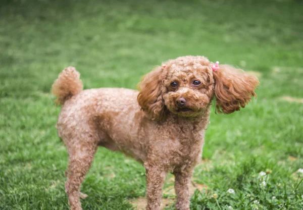 Netter Pelziger Hund Tierkonzept — Stockfoto