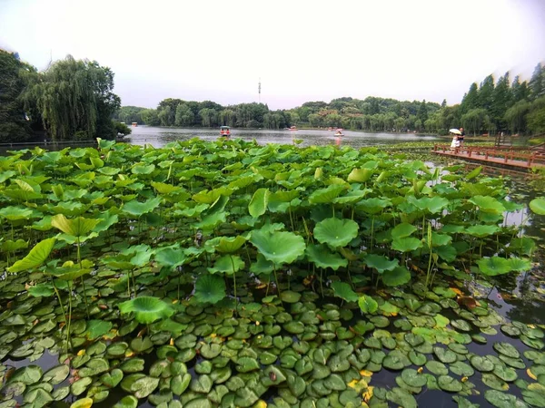 Flor Loto Con Hojas Lago — Foto de Stock