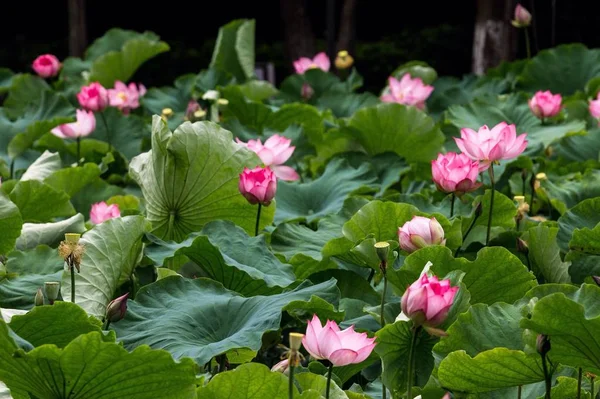 Rosas Rosadas Jardín — Foto de Stock