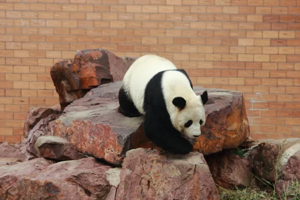 pandas wildlife, panda bear animal in zoo