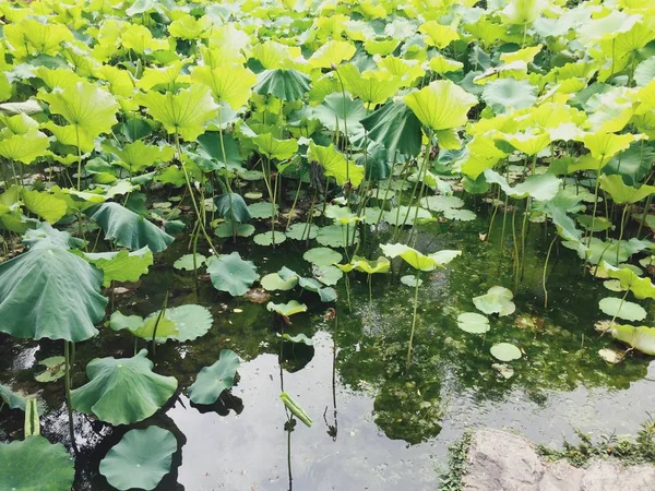 Uva Verde Jardín — Foto de Stock