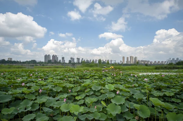 Vista Del Parque Ciudad Por Mañana — Foto de Stock