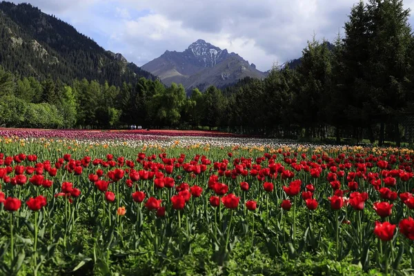 Vackra Blommor Kronblad Trädgård Flora — Stockfoto