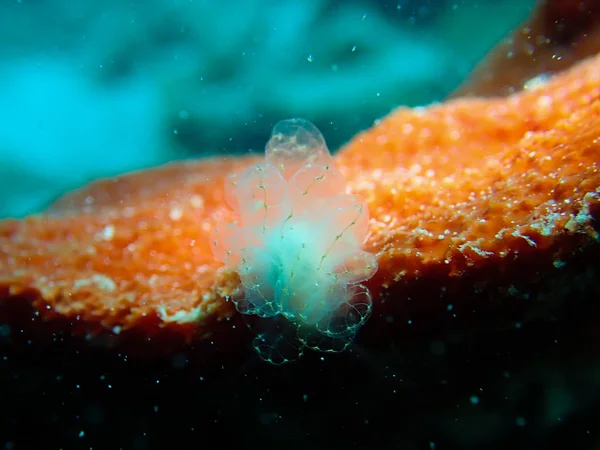 marine jellyfish, underwater fauna,