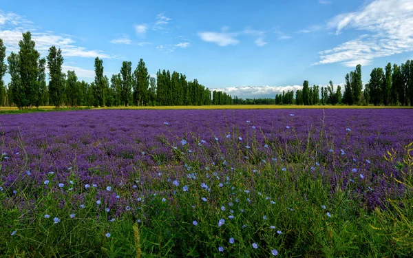Piękny Krajobraz Kwitnącymi Kwiatami Lecie — Zdjęcie stockowe
