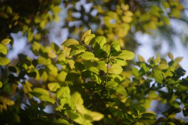 绿林植物 自然叶子 — 图库照片