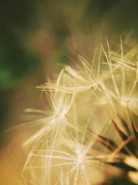 Flor Diente León Por Mañana — Foto de Stock