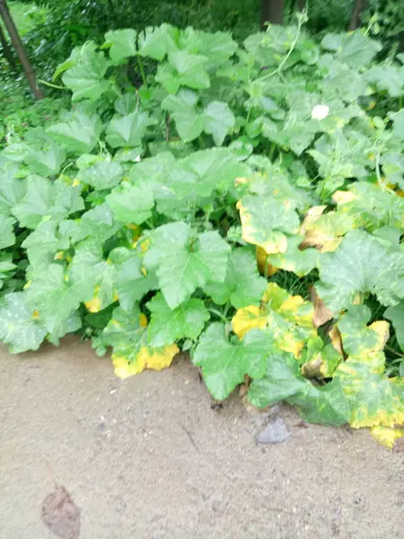 Hojas Lechuga Verde Jardín — Foto de Stock