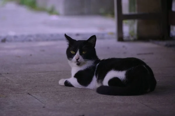 Gato Calle — Foto de Stock